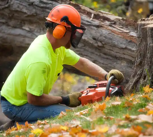 tree services Ruidoso Downs